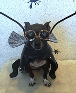 Super Fly Homemade Dog Costume