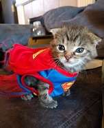 Super Kitten Cat Costume