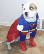 Superman Dog's Costume