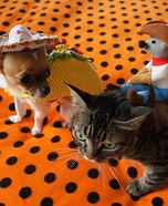 Taco Dog & Rodeo Cat Homemade Costume