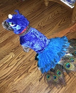 The Peacock Pooch Homemade Costume