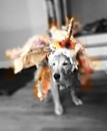 Unicorn Dog Homemade Costume