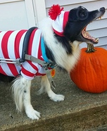 Where's Waldo Dog Costume Idea