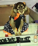 Wicked Cute Pet Homemade Costume