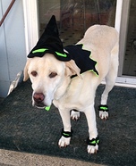 Witch Dog Homemade Costume