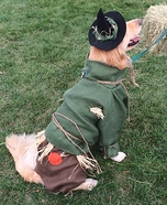 Wizard of Oz Scarecrow Dog Homemade Costume