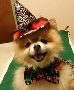Wizard Puppy Homemade Costume