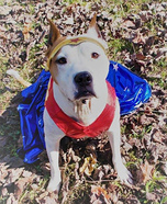 Wonder Woman Dog Costume