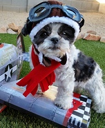 WW2 Fighter Pilot Dog Homemade Costume