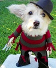 Homemade Costumes for Dogs